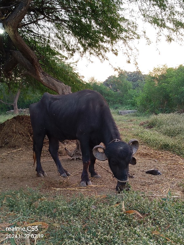 ખડેલી