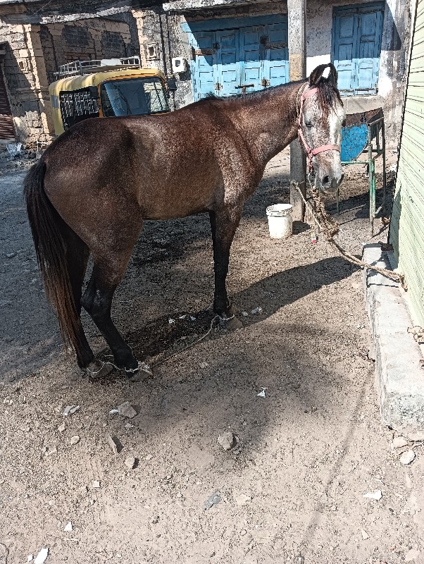 કાઠીયાવાડી  વેચ...