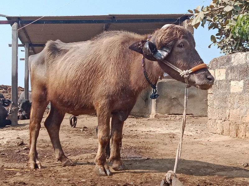 આ ભુરી ખડેલી