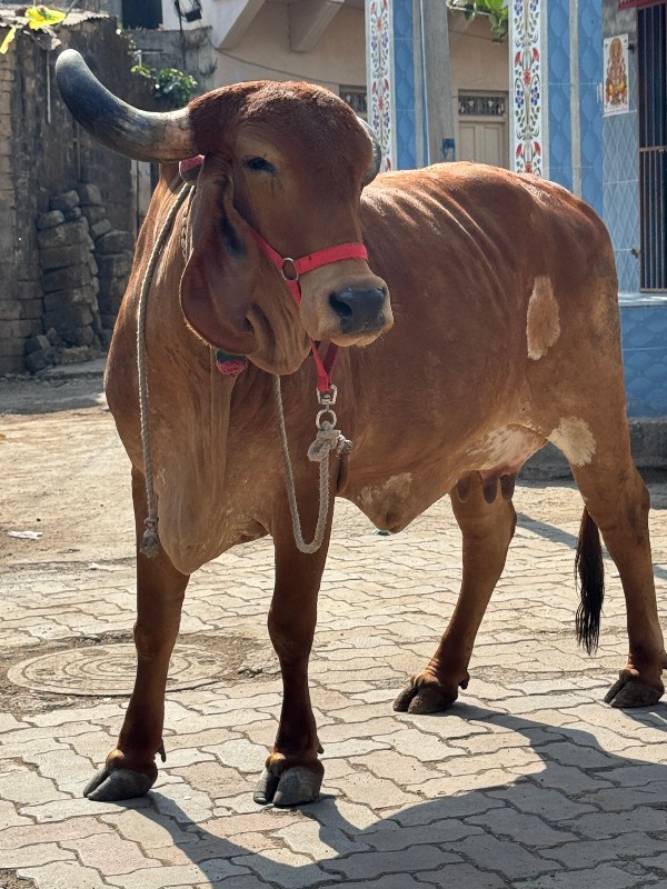 ગાય વેચવાની છે