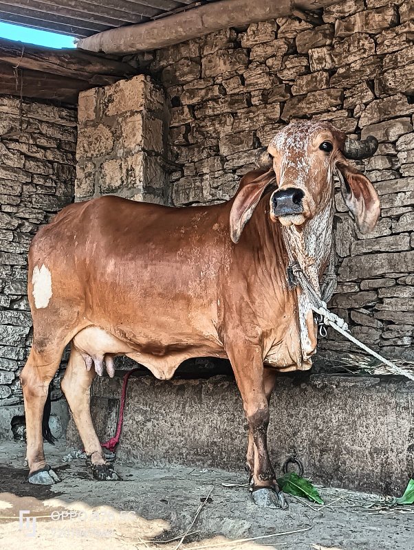 ઓરીજનલ ગીર કાબર...