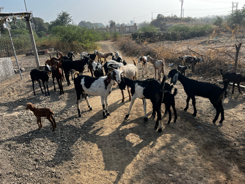 બકરીઓ વેચવાનીછે