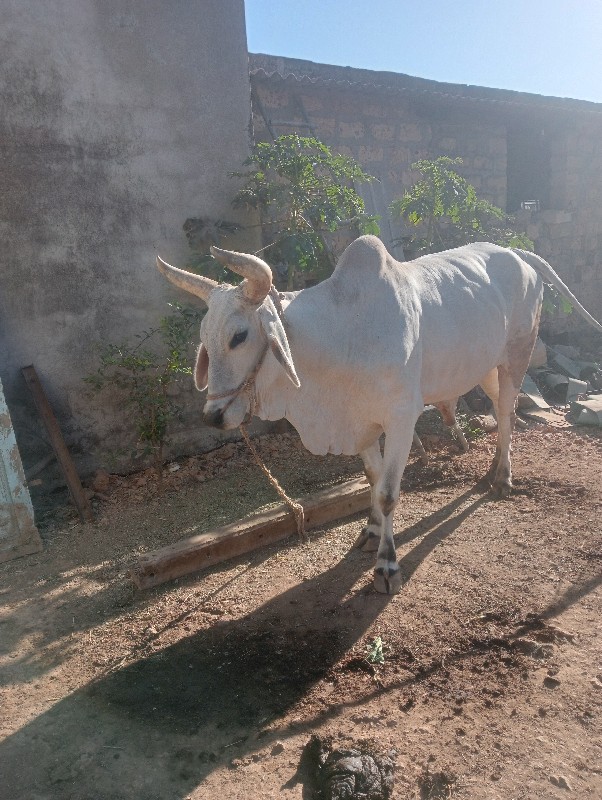 બળદ વેચવાનો છે