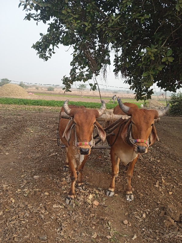 ગોરીયા ગોઢલા 1વ...