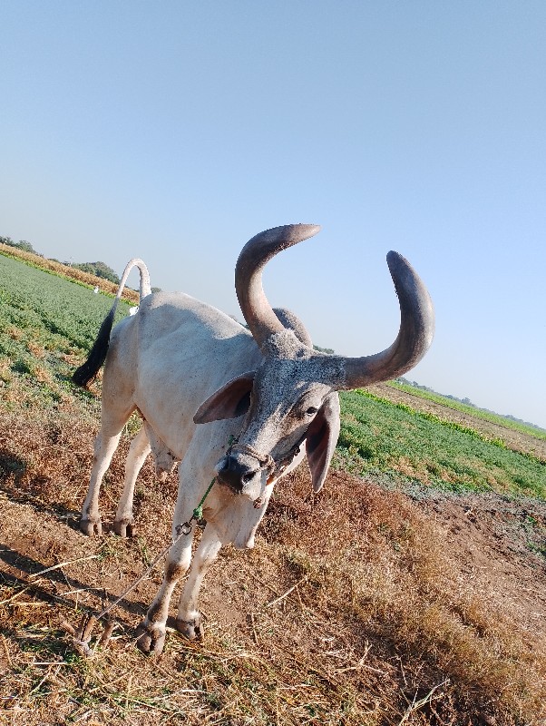 બળદ