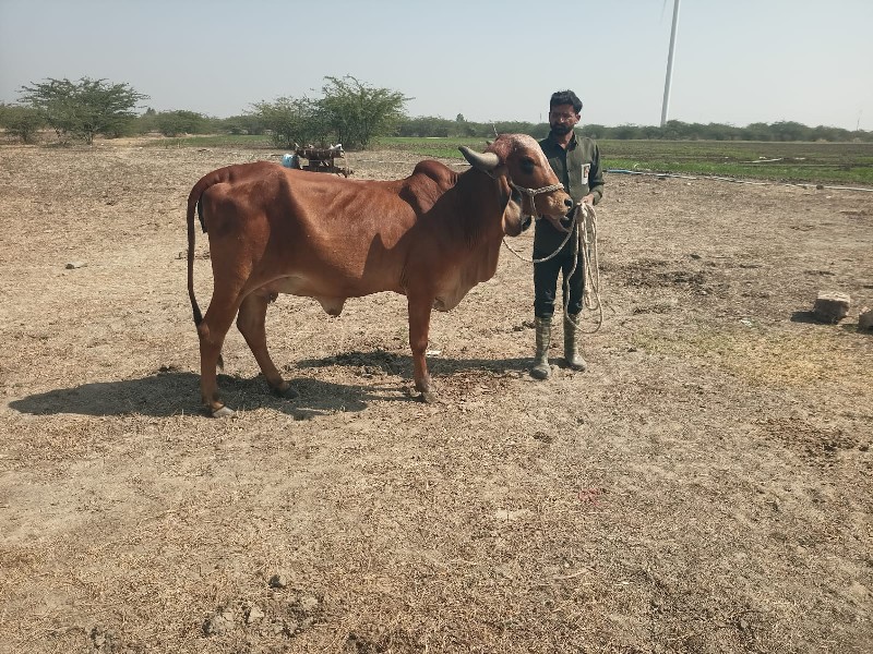 ગાયછે