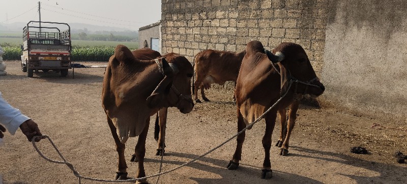 બળદ વેચવા ના છે