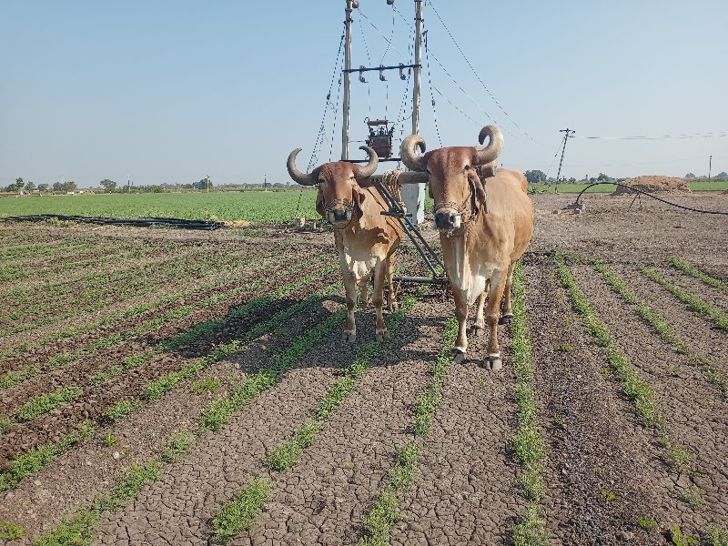 બરધ વેચવાની છે