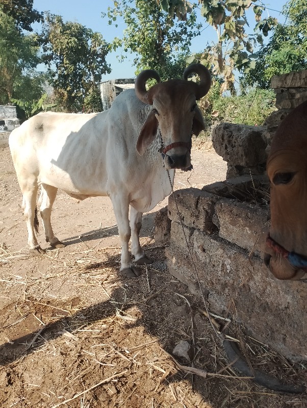 ગોઢલા વેચવાના છ...