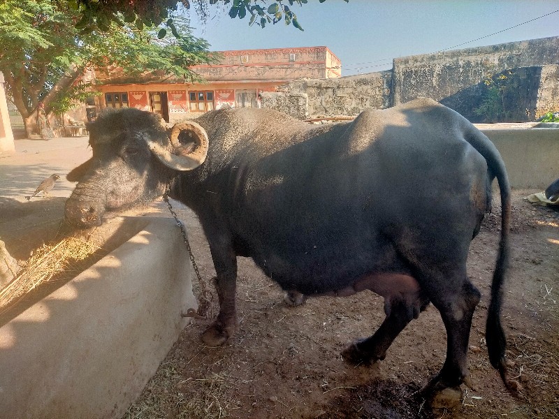 ભેસ વેછવાની છે