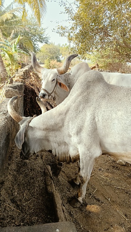 બળદ વેચવાના છે