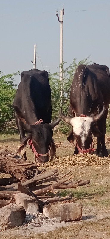 દેવીપુજક ગુડલા...