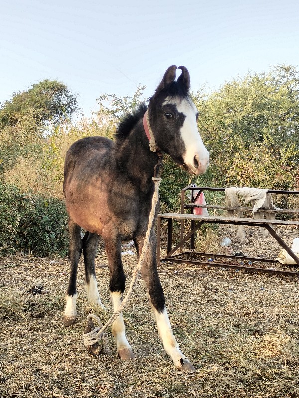 સુરેશભાઈ