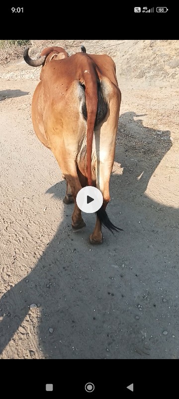 ગાય