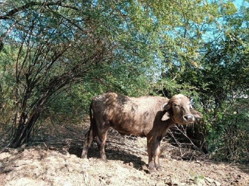 ભેંસ વેચવાની છે