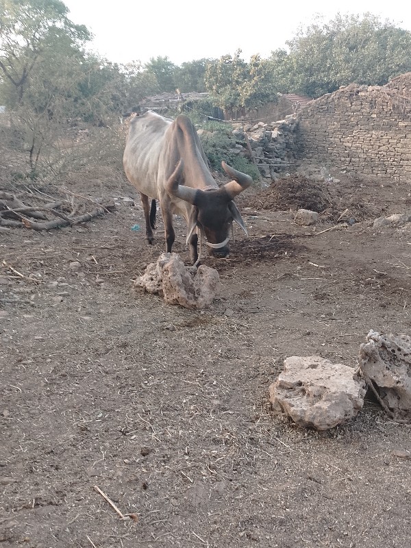 ગાય વેચવાની છે