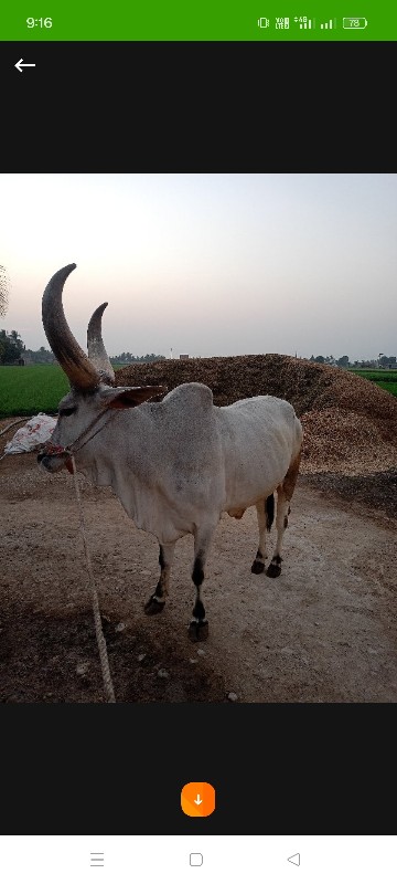 બળદ વેચવાનો છે