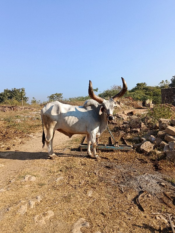 વેચવાનો છે