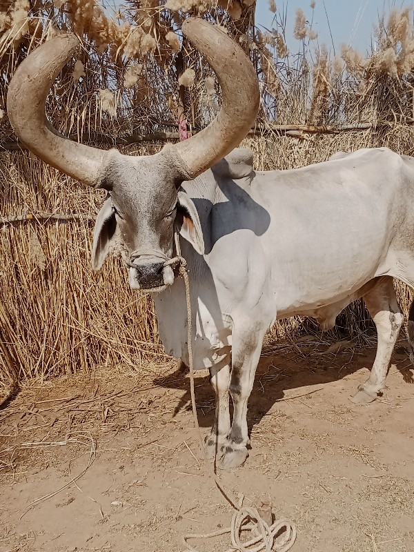 લેવાનો છે આવો બ...