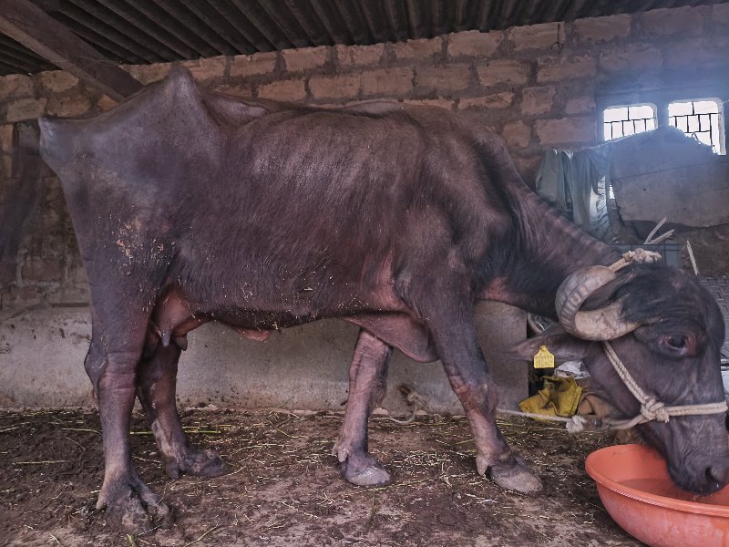 ભેંસ વેચવાની છે