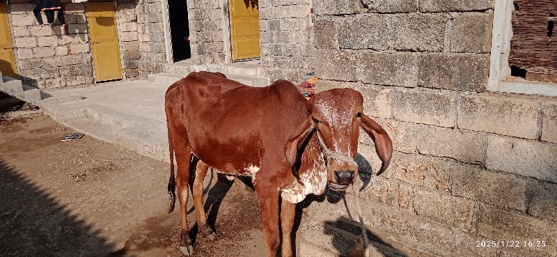 ગીર કાબરી વડકી...