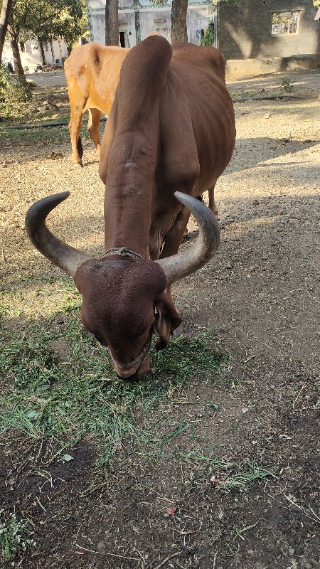 આ બરદ વેચવા ના...