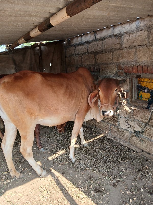 આ ગાય વેચવાની છ...