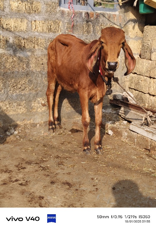 ગાય