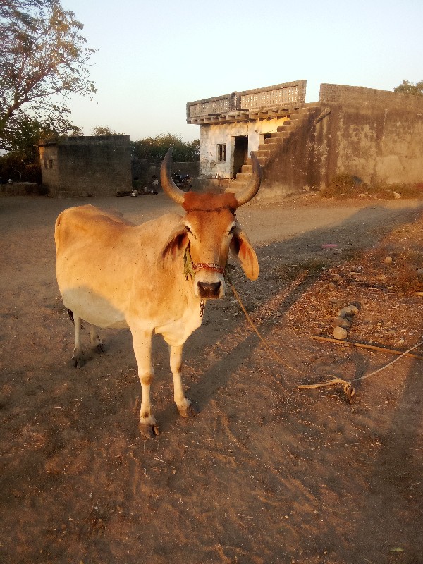 ગાય વેસવાની છે