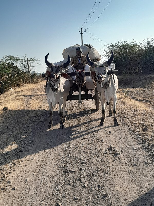 ઘોધલા વેચવા ના...