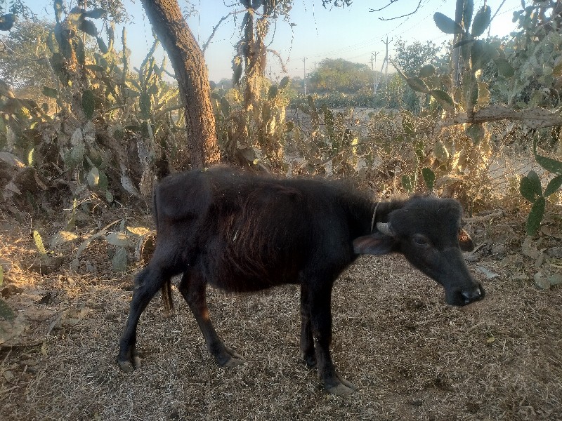 પાડો વેચવાનો છે...