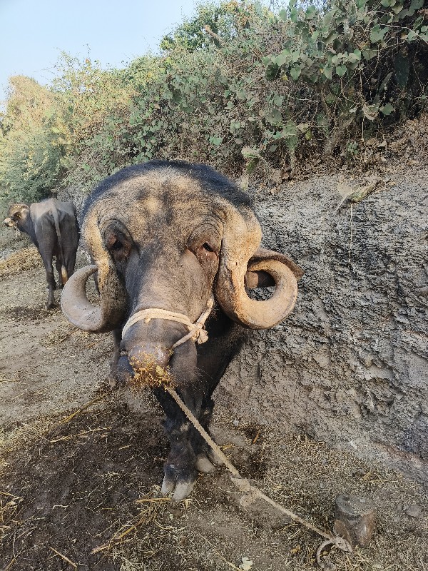 પાડો વેચવાનો