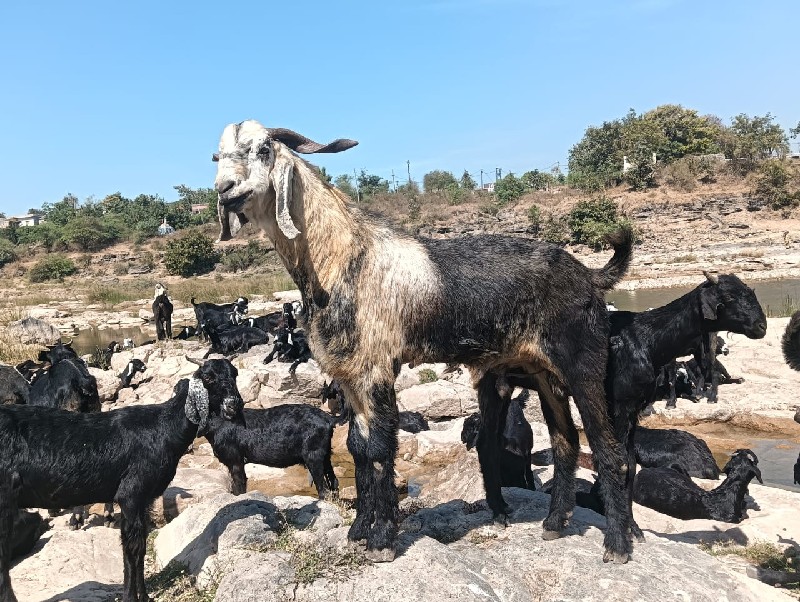 બોકડો વેચવાનો છ...