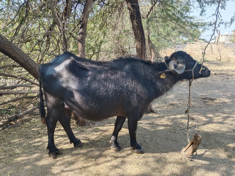 પેલું વેતર છે