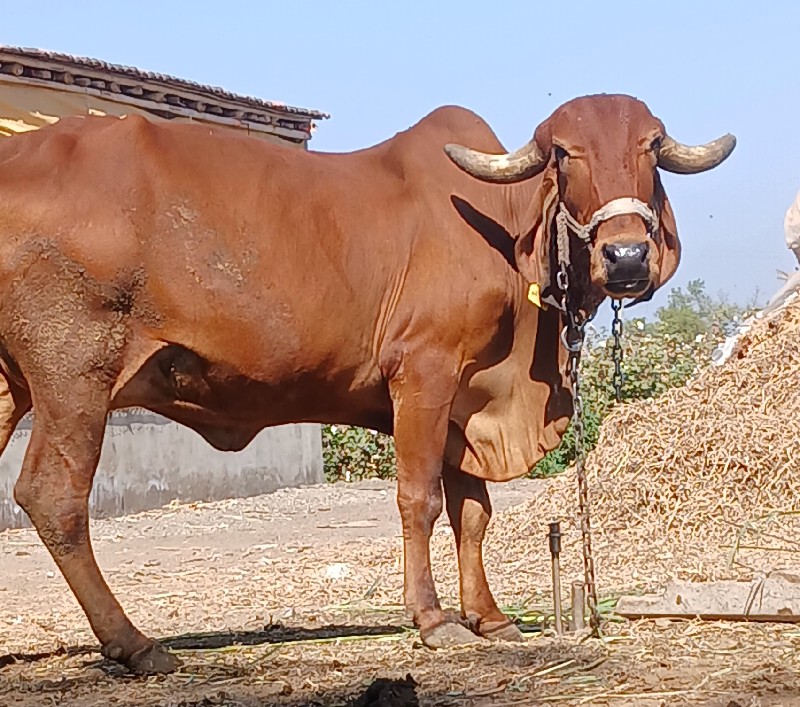 ગાય આપવાની છે