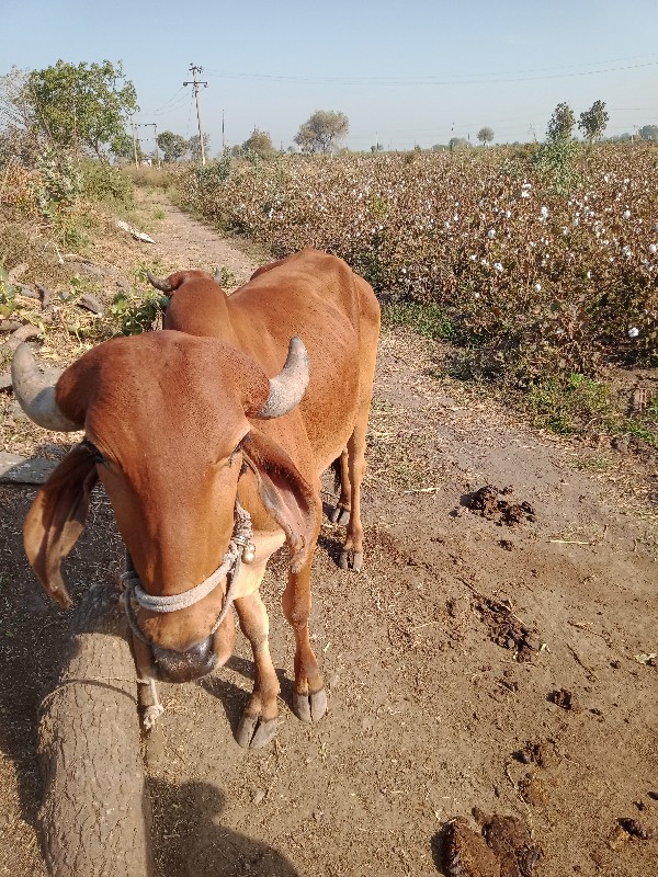 બળદ વેચવાનો છે