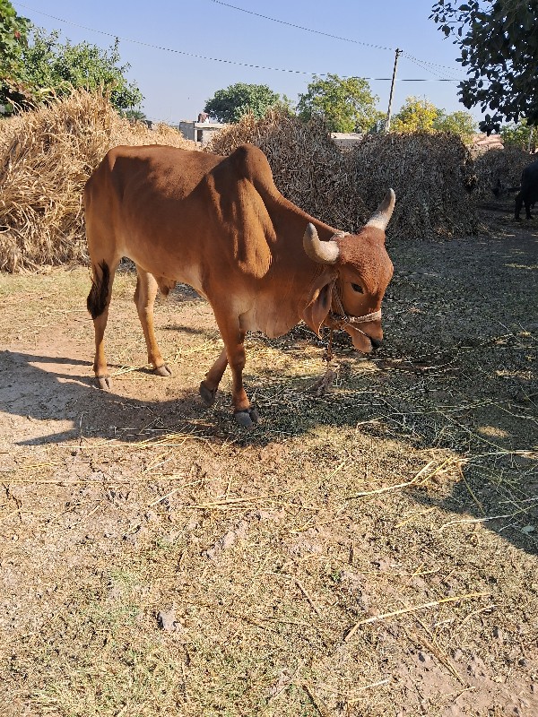 એક 3 ધરમા બીજો...