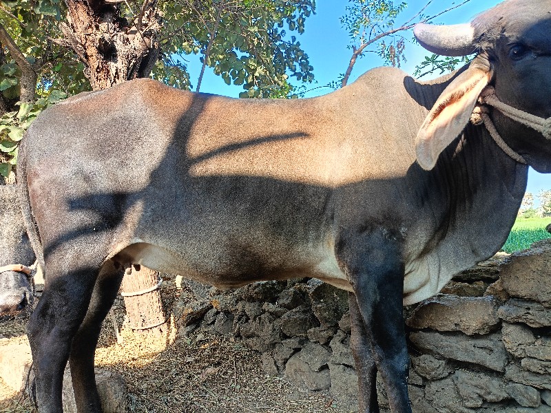 ગાય