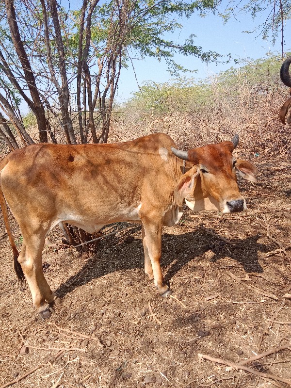 વશેરી અથવા‌ વશે...