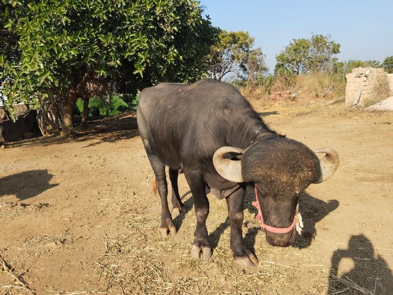 પાઙો વેચવાનો છે