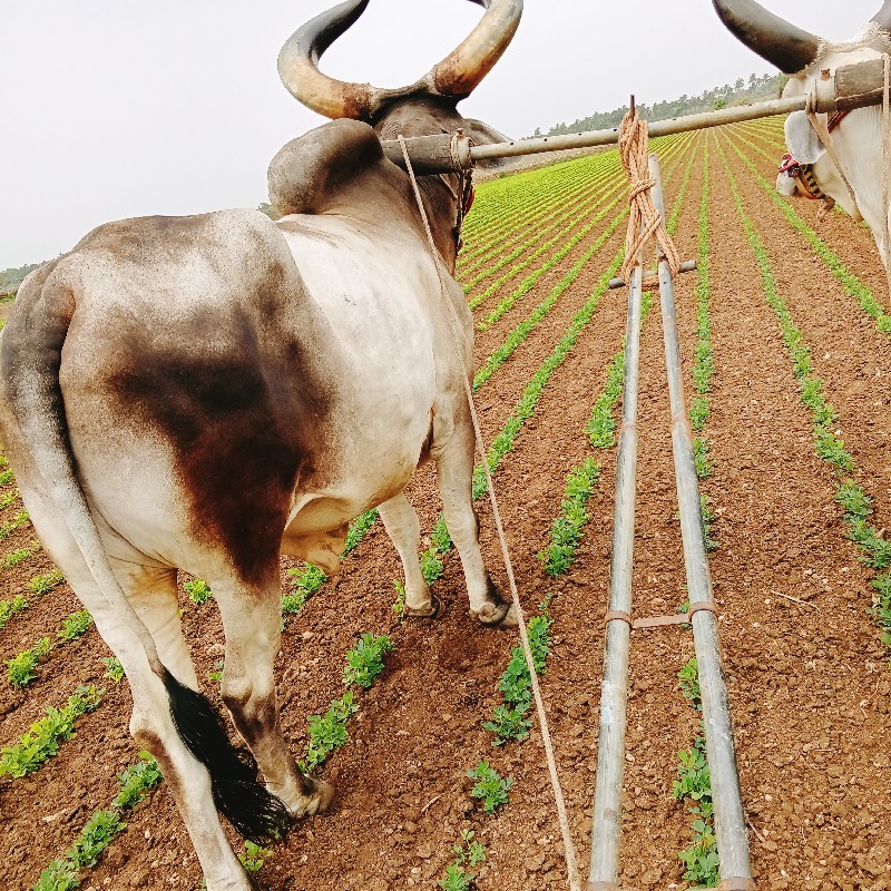 બળદ વેચવાનો છે