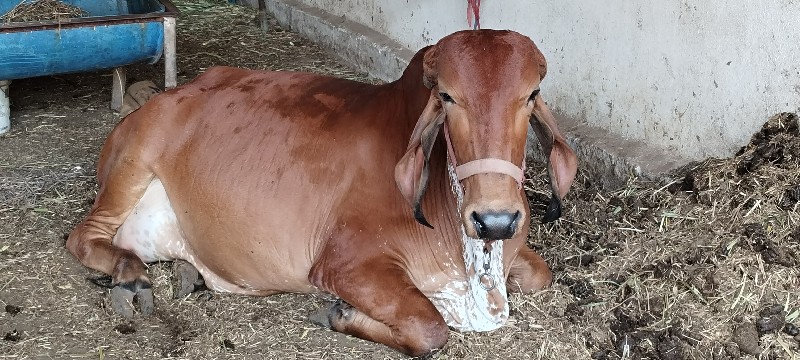 ગીર ગાય વેસવાની...