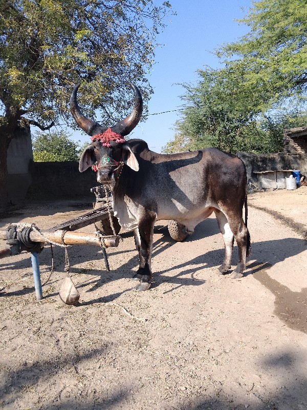 ગોઢલા વેચવાના છ...