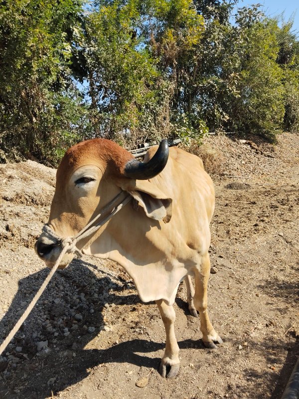 બળદ વેચવાનો છે