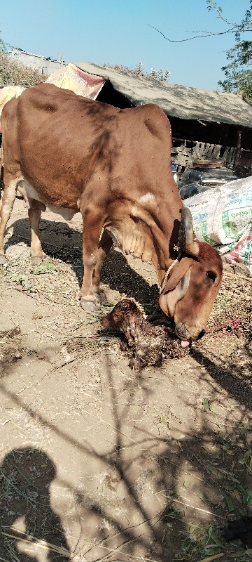 ગાય વેચવાની દેહ...