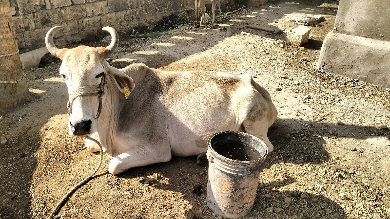 વીસાવાડા