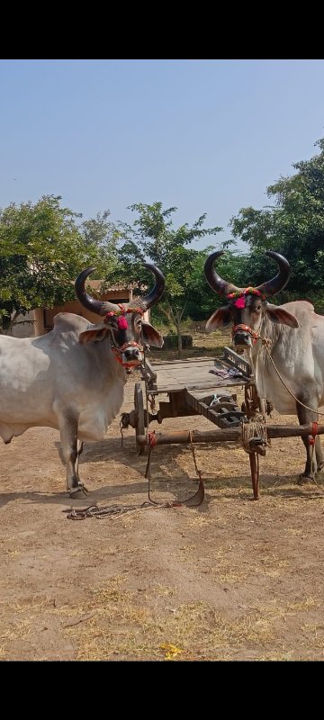 ઘો ધ લા વેચવા ન...