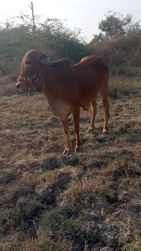 વેચવાનોછે