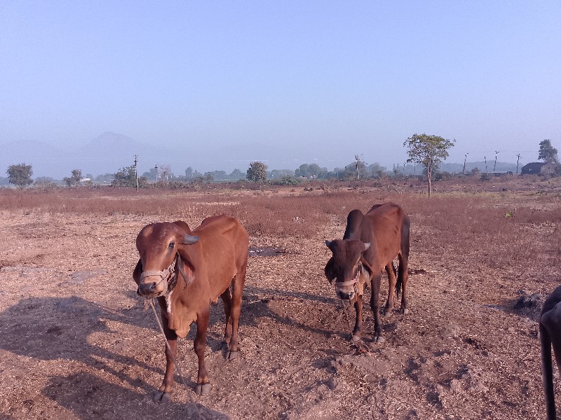 ₹10,000 કિંમત