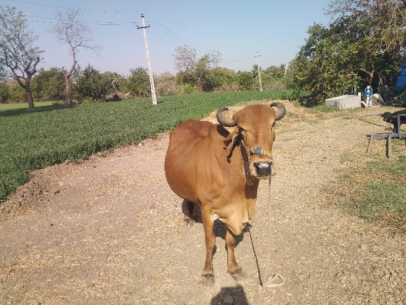 ગાય વેચવાની શે